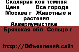 Скалярия коя темная › Цена ­ 50 - Все города, Москва г. Животные и растения » Аквариумистика   . Брянская обл.,Сельцо г.